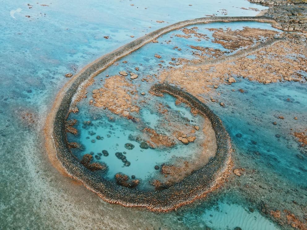 白沙｜專吃丁香魚的石滬牙齒